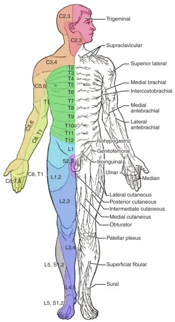 Dermatome map showing spinal nerve distributions relevant to acupuncture point selection