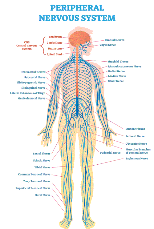 Peripheral Nerve Pathways